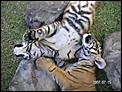 The tiger cubs at Dream World.-goldcoastjuly-019.jpg