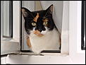 Post a photo of your Cat(s)-lucy-windowsill.jpg
