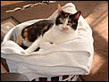 Post a photo of your Cat(s)-chloewash.jpg