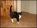 Post a photo of your Cat(s)-dsc02005.jpg