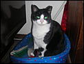 Post a photo of your Cat(s)-dscn0843.jpg