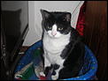 Post a photo of your Cat(s)-dscn0844.jpg