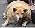 Fat people.-funnypart-com-fat_lazy_dog.jpg