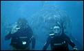 That's The Last Time I Scuba Dive In Oz-scuba.jpg