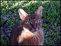 Post a photo of your Cat(s)-simba-big2.jpg