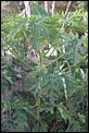 Strange Plant appeared-garden-30-dec-2007-013.jpg