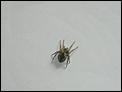 THIS SPIDER :: LIVE OR DIE-p1030239.jpg