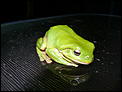 Killed my first Cane Toad Today-p1000243.jpg