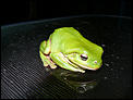 Killed my first Cane Toad Today-green_tree_frog.jpg