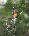 Yet more bloody spiders-orange-tent-spider.jpg