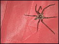 My first time with a Huntsman!-dsc02520.jpg