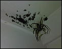 Horror Story - Avoid if scared of spiders-spider-family.jpg