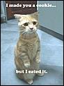 What are YOU sorry for?-lolcat.bmp