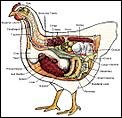 Tight arse chickens-anatomy.hen.jpg
