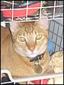 Killer Cat found in Bayside-cimg3074.jpg