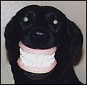 Anyone bought new teeth?-dogdentures.jpg