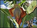 Banana Palms in Queensland.-img_2309.jpg