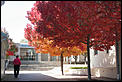 Time for a photo thread :)-bowral-autumn.jpg
