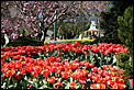 Time for a photo thread :)-bowral-tulip-time.jpg