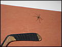 Anyone want to play name that spider? (caution photo attached--LOL)-img_0311.jpg