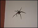 Anyone want to play name that spider? (caution photo attached--LOL)-img_0310.jpg