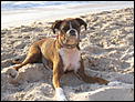 Dog Owners - Why?-january-2009-016.jpg
