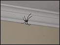 Spider photo's-7.jpg