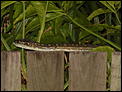 Snakes and other Aussie lovables-first-day-spring-2010-010.jpg