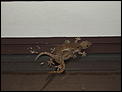Where do tree frogs and gecko's go during the day-january-09-download-050.jpg