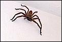 Huntsman Spiders-spider.jpg