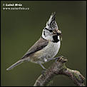 Most over rated breasts-crested-tit-08a148.jpg