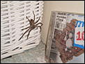 Spider photo's-p8030012.jpg