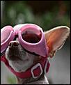 Going Kamping - newly landed in Nova Scotia-chiuahua%2520pink%2520goggles.jpg