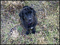 OK to bring Staffordshire Bull Terriers to Canada?-barrington-20111211-00242.jpg