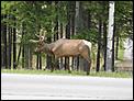 I saw my first Moose...-moose2.jpg