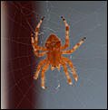 Least amount of Spiders-005_edited-1.jpg
