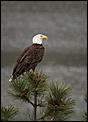 Is anyone else massively disappointed in Canada?-ponderosa-mature-eagle.jpg