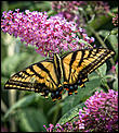 Chat for and with Canadian Family Practitioners/ex UK General Practitioners-swallowtail-bit-raggedy.jpg