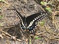 Skunks and other wildlife-butterfly.jpg
