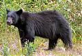 Black Bears!!!-black-bear-1.jpg