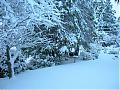 we have snow on vancouver island!-snowy-yard.jpg