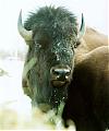 Wildlife in Alberta-bull-plains-bison.jpg