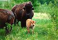 Wildlife in Alberta-baby-bison-mother.jpg