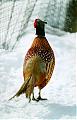 Wildlife in Alberta-back-view-pheasant.jpg