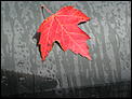 Fall pictures-img_0037.jpg