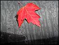 Fall pictures-img_0037a.jpg