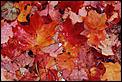 Fall pictures-maples.jpg