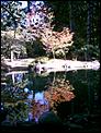 Fall pictures-nitobe-gdns.jpg