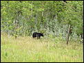 Fall pictures-2nd-bear-sighting.jpg