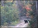 Fall pictures-bear.jpg